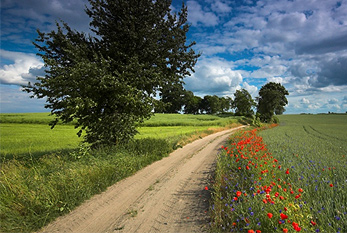 Une prairie d'été.