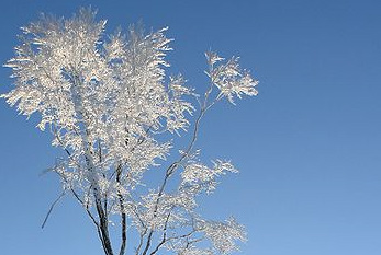 Un affligés avec l'arbre de gel.