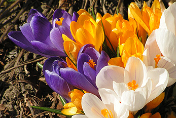 Fleurs de Crocus indiquent le début du printemps.
