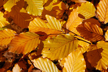 En automne, les feuilles deviennent sur ??les arbres.