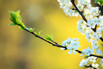 Premier jour du printemps astronomique se manifeste par de nouvelles feuilles et fleurs pousses.
