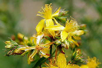 Les fleurs millepertuis sur la Saint-Jean.