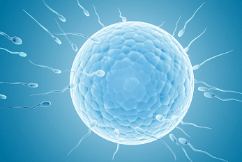 Présentation des différents sperme sur leur chemin vers l'ovule.