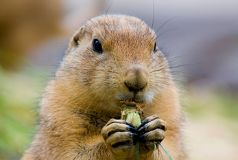 Une marmotte.