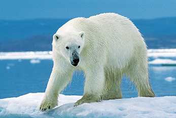 Un ours polaire sur la banquise pendant la chasse.