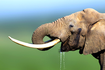 Un éléphant boit l'eau.