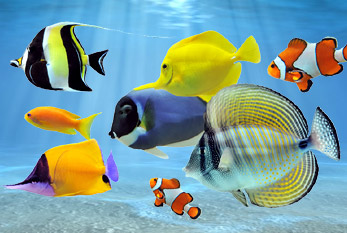 Différents poissons sous la surface de l'eau - il est une grande diversité biologique, aussi.