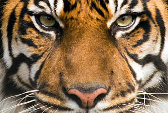 Tête de tigre de Sumatra
