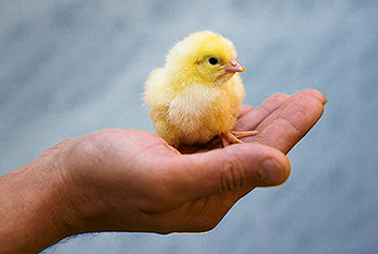 Protéger la main: un poussin sur un palmier.