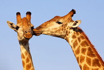 Un couple s'embrassant girafe