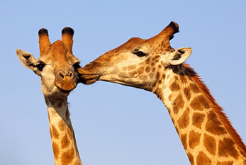 Un couple s'embrassant girafe