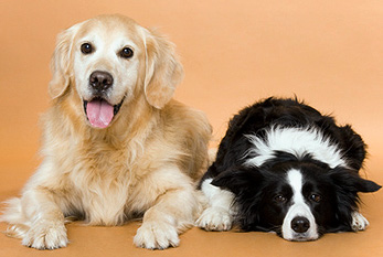 Deux chiens sur journée mondiale des chiens