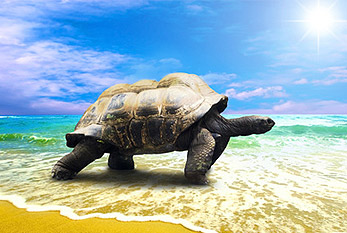Une tortue sur la plage.