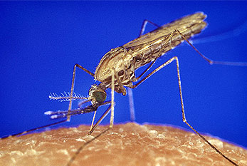 Le moustique porteur du paludisme Anopheles dans les yeux de sang.