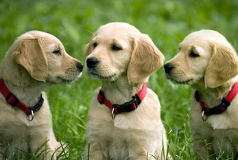 Trois jeunes golden retriever dans une prairie.