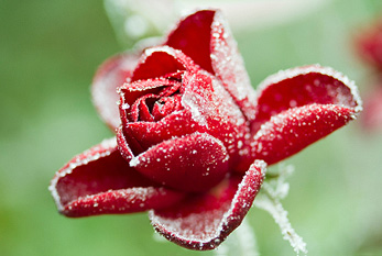 Une rose rouge congelée avec de petits cristaux de glace qui entourent la fleur.
