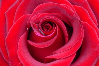 Une rose pour la Saint Valentin comme un signe de l'amour.