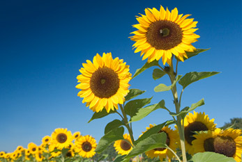 Un champ de tournesol en été.