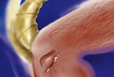 Zodiaque du Capricorne 2025