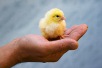 Journée mondiale des animaux 2022