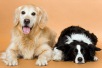 Journée mondiale des chiens 2020