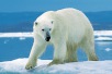 Jour de l'ours polaire 2021