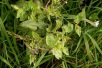 Grande journée des mauvaises herbes 2019