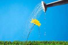 Journ&eacute;e arrose une fleur 2026