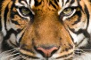 Journée internationale du tigre 2022