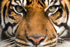 Journée internationale du tigre 2020
