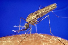 Journée mondiale du paludisme 2024